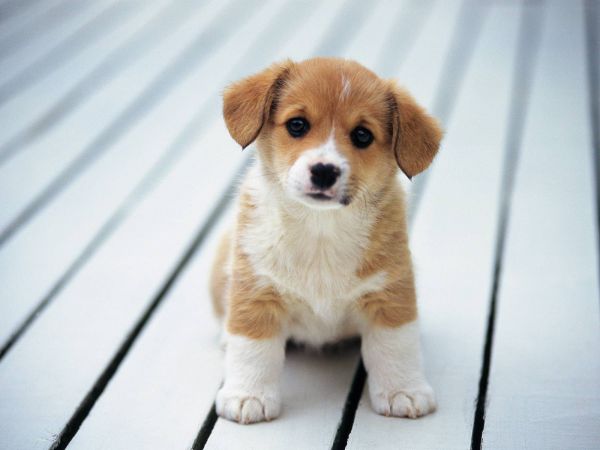 cute-dog.jpg (27.18 Kb)