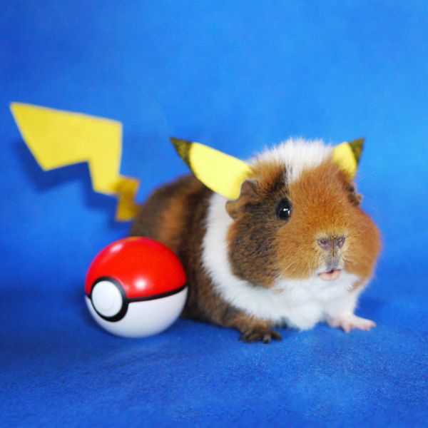 cute-hamster-costumes-fuzzberta-instagram-1.jpg (39.58 Kb)