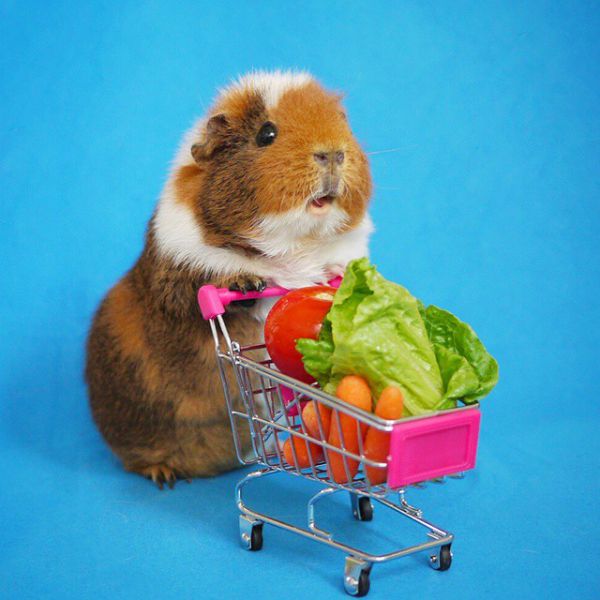 cute-hamster-costumes-fuzzberta-instagram-13.jpg (47.38 Kb)