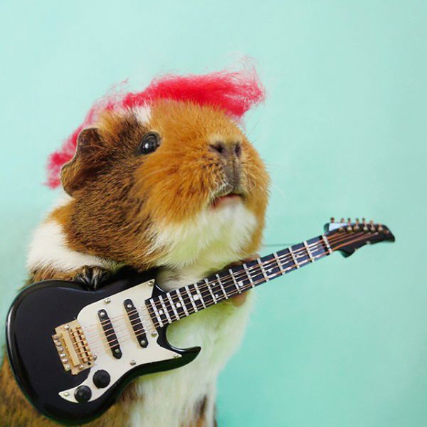 cute-hamster-costumes-fuzzberta-instagram-15.jpg (44.04 Kb)