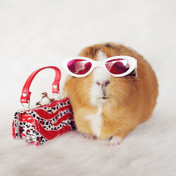 cute-hamster-costumes-fuzzberta-instagram-19.jpg (41.55 Kb)