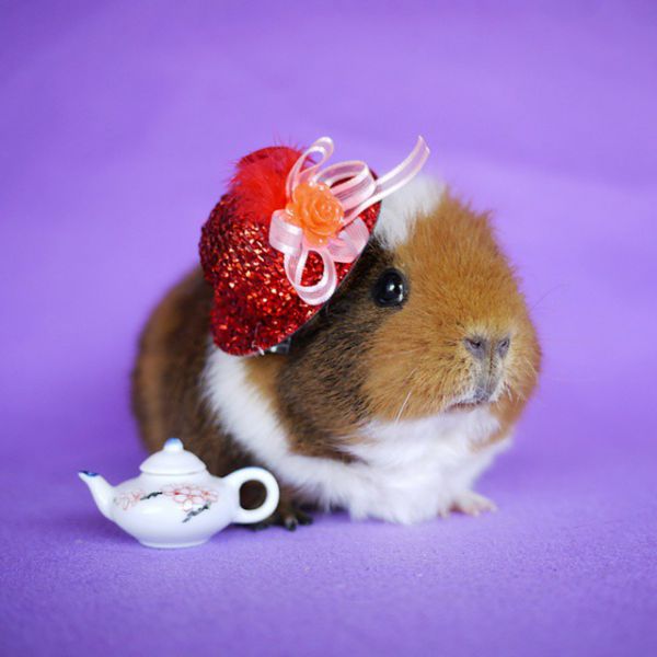 cute-hamster-costumes-fuzzberta-instagram-21.jpg (35.81 Kb)