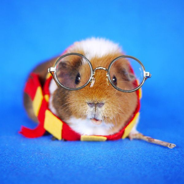 cute-hamster-costumes-fuzzberta-instagram-3.jpg (39.07 Kb)