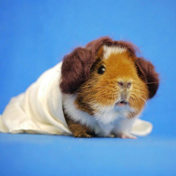 cute-hamster-costumes-fuzzberta-instagram-4.jpg (33.58 Kb)