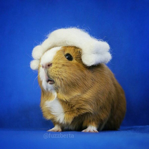 cute-hamster-costumes-fuzzberta-instagram-51.jpg (42.15 Kb)
