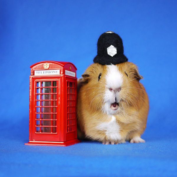 cute-hamster-costumes-fuzzberta-instagram-6.jpg (39.59 Kb)