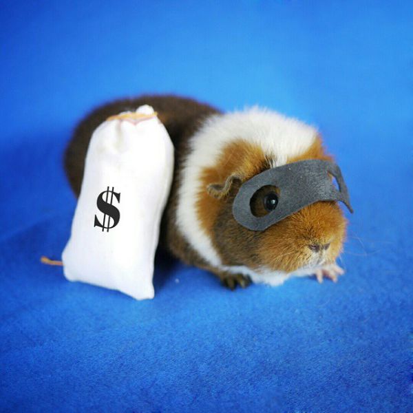 cute-hamster-costumes-fuzzberta-instagram-7.jpg (41.12 Kb)