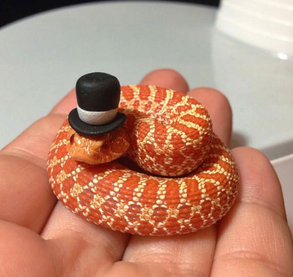 cute-snakes-wear-hats-106__700.jpg (46.52 Kb)