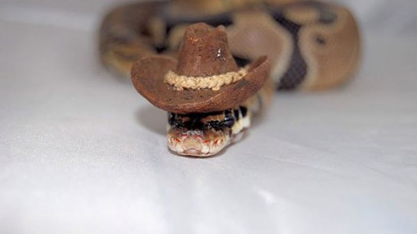 cute-snakes-wear-hats-87__700.jpg (17.46 Kb)