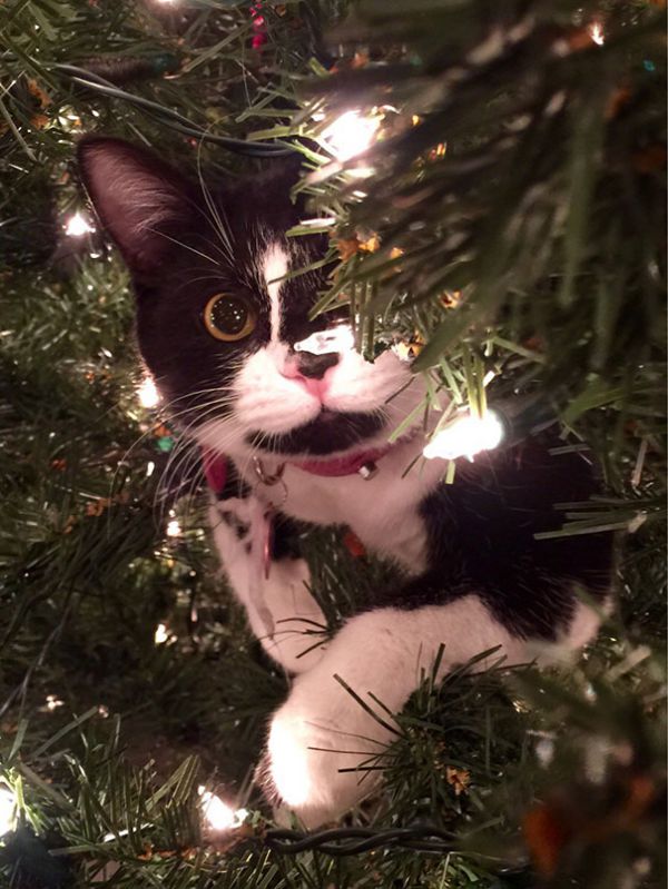 decorating-cats-destroying-trees-christmas-401__605.jpg (84.22 Kb)