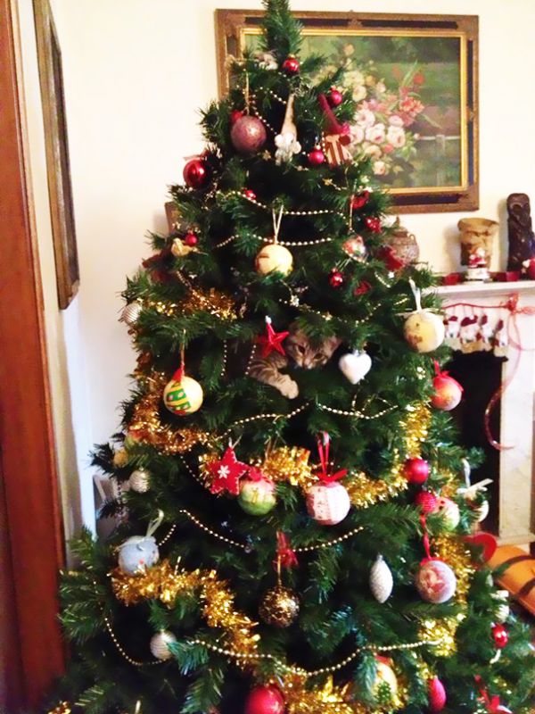 decorating-cats-destroying-trees-christmas-501__605.jpg (102.04 Kb)