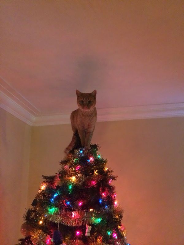 decorating-cats-destroying-trees-christmas-61__605.jpg (42.44 Kb)