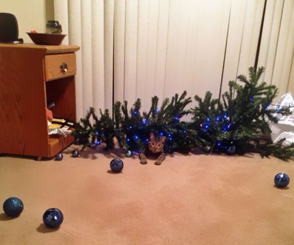 decorating-cats-destroying-trees-christmas-69__605.jpg (38.65 Kb)