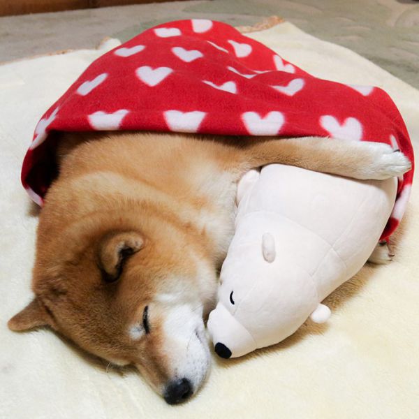 dog-shiba-inu-sleeps-teddy-bear-same-position-maru-17.jpg (.06 Kb)