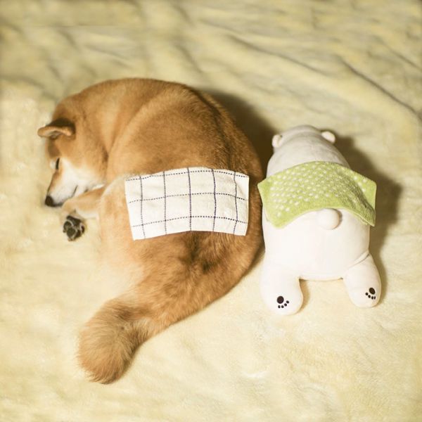 dog-shiba-inu-sleeps-teddy-bear-same-position-maru-6.jpg (42.21 Kb)