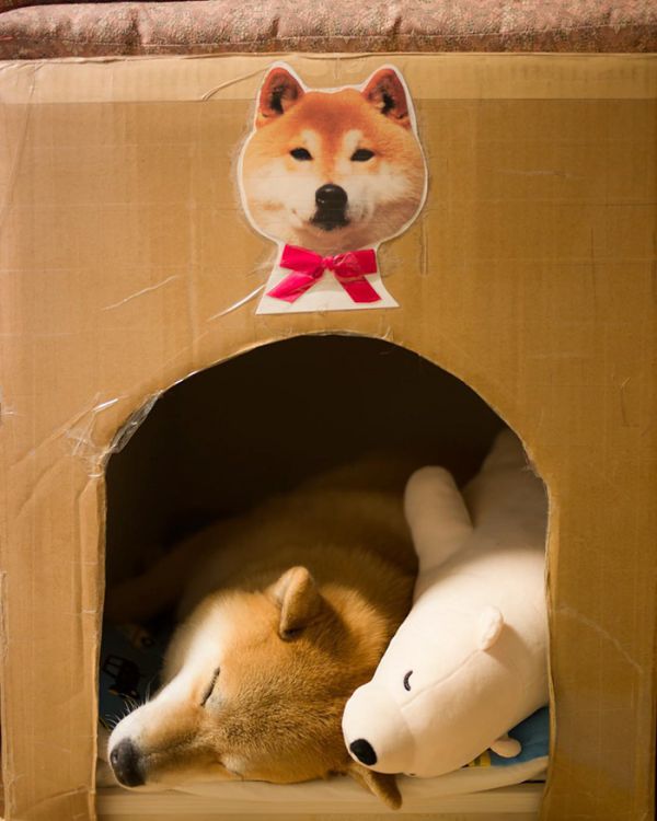 dog-shiba-inu-sleeps-teddy-bear-same-position-maru-9.jpg (53.59 Kb)