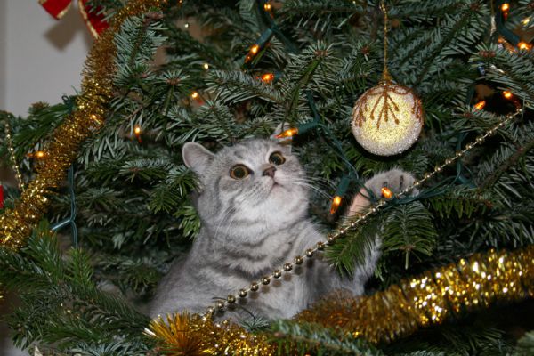 dont-let-your-cat-play-in-the-christmas-tree.jpg (64.68 Kb)