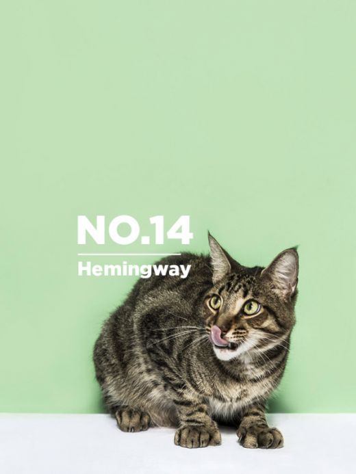ernest-hemingway-cats-photo-henry-hargreaves-2-600_12.jpg (31.06 Kb)