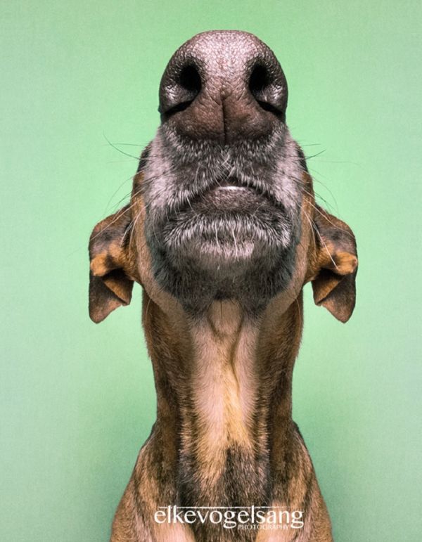 expressive-dog-portraits-elke-vogelsang-13.jpg (68.47 Kb)