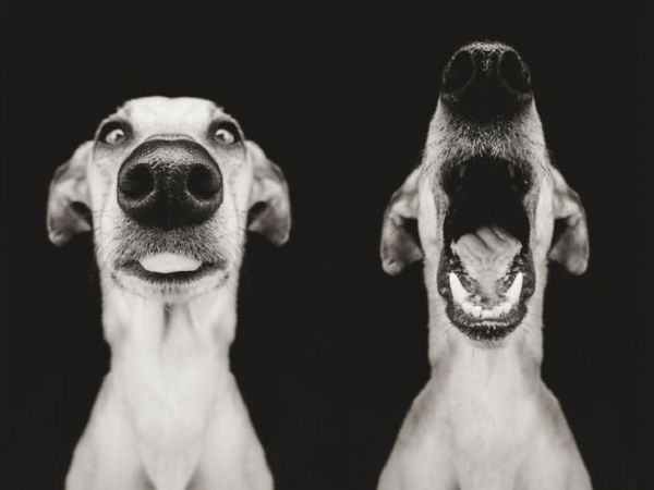 expressive-dog-portraits-elke-vogelsang-18.jpg (23.29 Kb)
