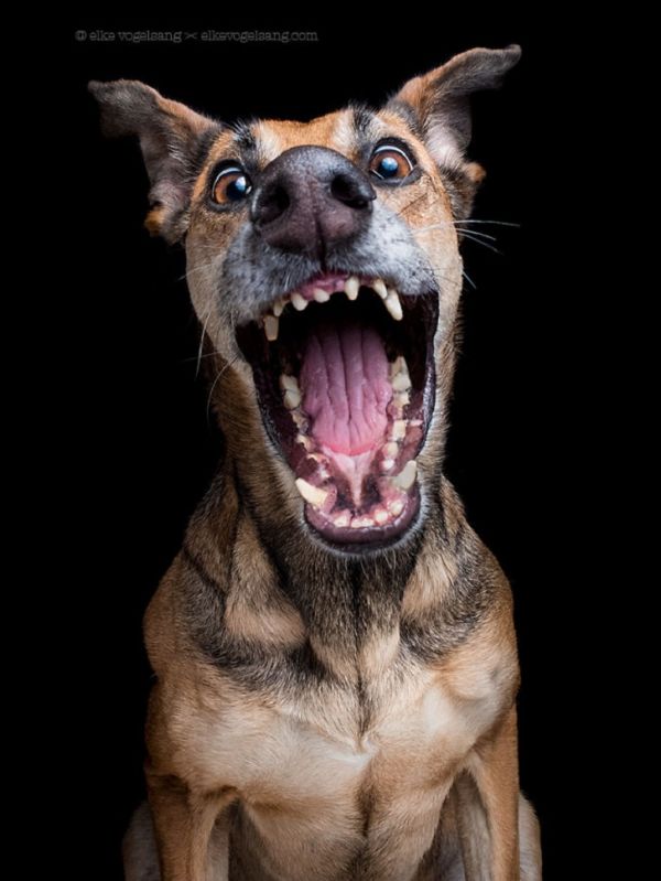expressive-dog-portraits-elke-vogelsang-3.jpg (55.44 Kb)