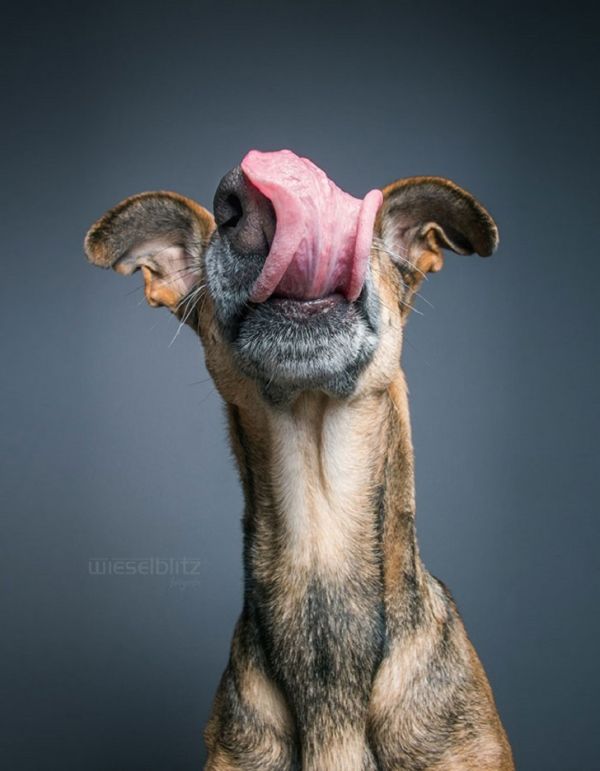 expressive-dog-portraits-elke-vogelsang-4.jpg (.27 Kb)
