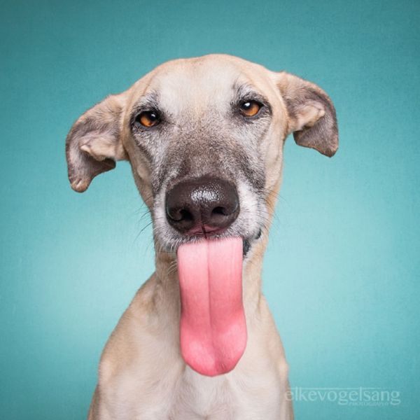 expressive-dog-portraits-elke-vogelsang-5.jpg (40.6 Kb)