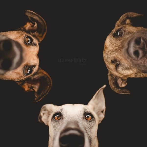 expressive-dog-portraits-elke-vogelsang-7.jpg (32.9 Kb)