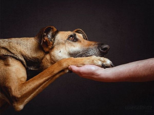 expressive-dog-portraits-elke-vogelsang-9.jpg (32.1 Kb)