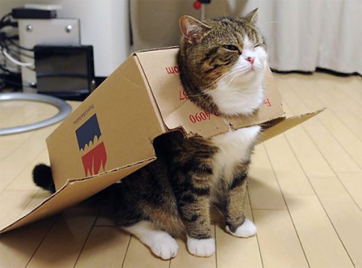 famous-internet-cats-221.jpg (29.75 Kb)