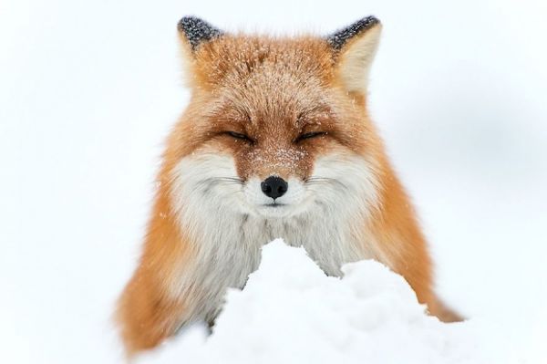 foxesbykislov01.jpg (23.81 Kb)