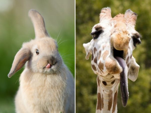 funny-animals2.jpg (36.39 Kb)