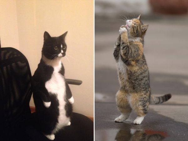 funny-standing-cat11.jpg (27.5 Kb)