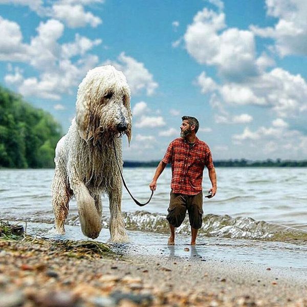 giant-dog-photoshop-adventures-juji-christopher-cline-83.jpg (74.17 Kb)