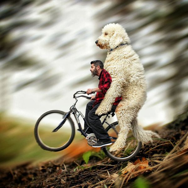 giant-dog-photoshop-adventures-juji-christopher-cline-86.jpg (61.53 Kb)
