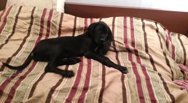 great-dane-puppy-in-bed.jpg (41.04 Kb)