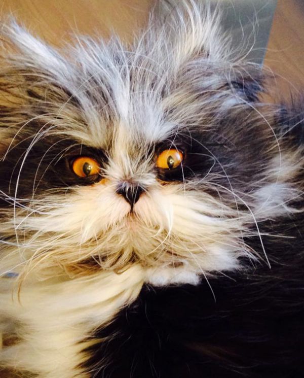 hairy-cat-death-stare-atchoum-15.jpg (76.79 Kb)
