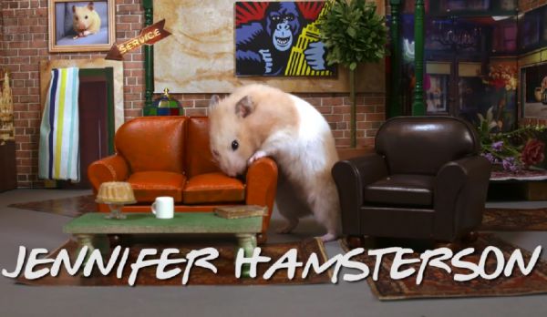 hamster-friends.jpg (40.76 Kb)