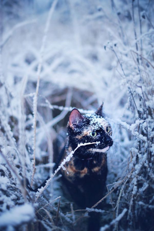 i-photographed-my-cat-throughout-the-seasons-16__880.jpg (73.98 Kb)