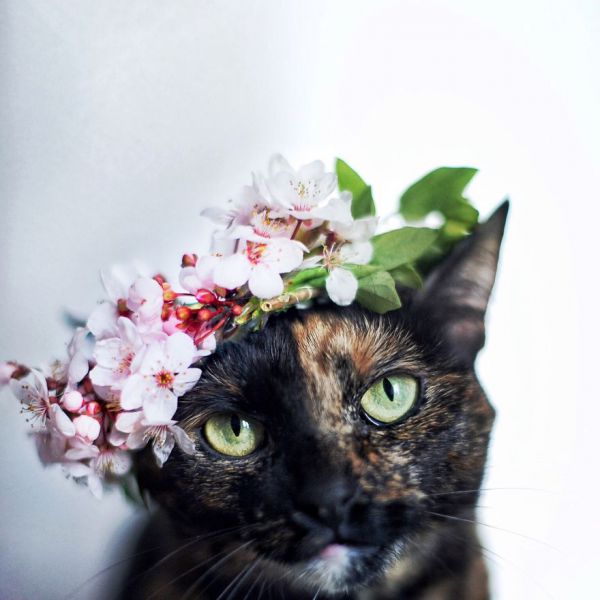i-photographed-my-cat-throughout-the-seasons__880.jpg (42.95 Kb)