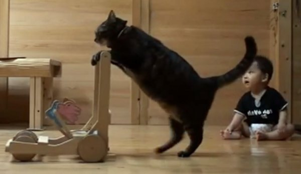 i-teach-the-baby-how-to-walk-in-bipedal-cat.jpg (24.3 Kb)
