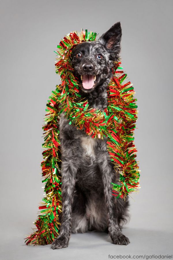 i-took-christmas-themed-dog-portraits-to-wish-you-happy-holidays-10__880.jpg (91.64 Kb)
