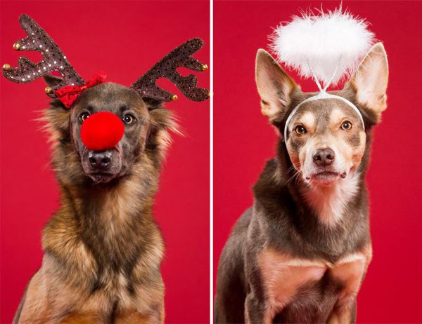 i-took-christmas-themed-dog-portraits-to-wish-you-happy-holidays-2__880.jpg (45.42 Kb)