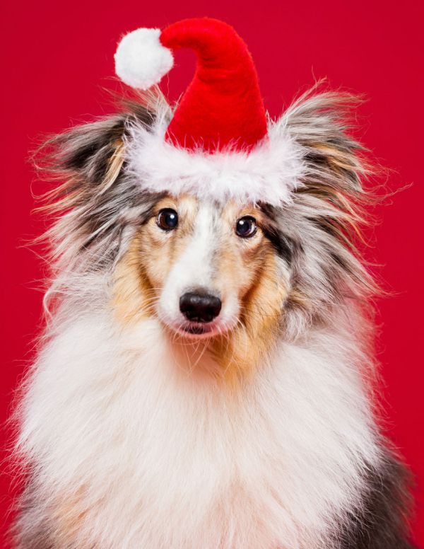 i-took-christmas-themed-dog-portraits-to-wish-you-happy-holidays-5__880.jpg (72.4 Kb)