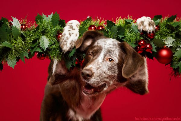 i-took-christmas-themed-dog-portraits-to-wish-you-happy-holidays-6__880.jpg (44.33 Kb)