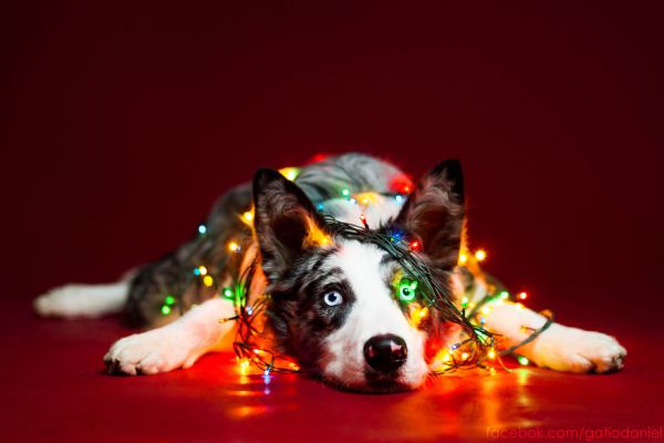 i-took-christmas-themed-dog-portraits-to-wish-you-happy-holidays__880.jpg (25.45 Kb)