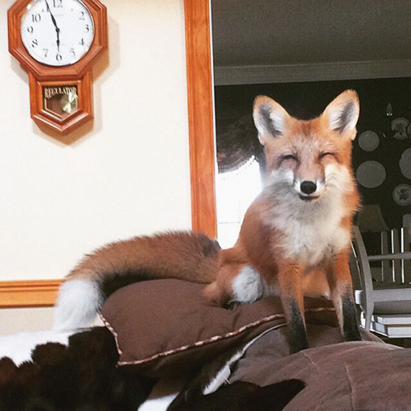 juniper-fox-happiest-instagram-12.jpg (51.71 Kb)