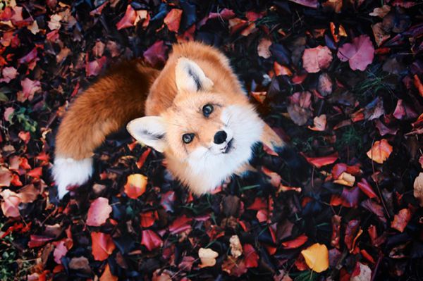 juniper-fox-happiest-instagram-15.jpg (56.15 Kb)