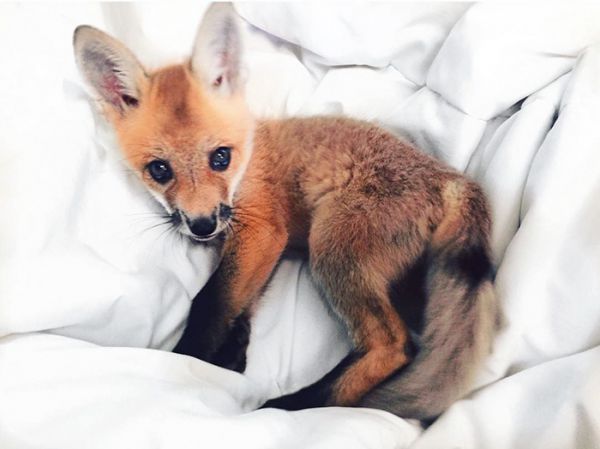 juniper-fox-happiest-instagram-18.jpg (32.18 Kb)