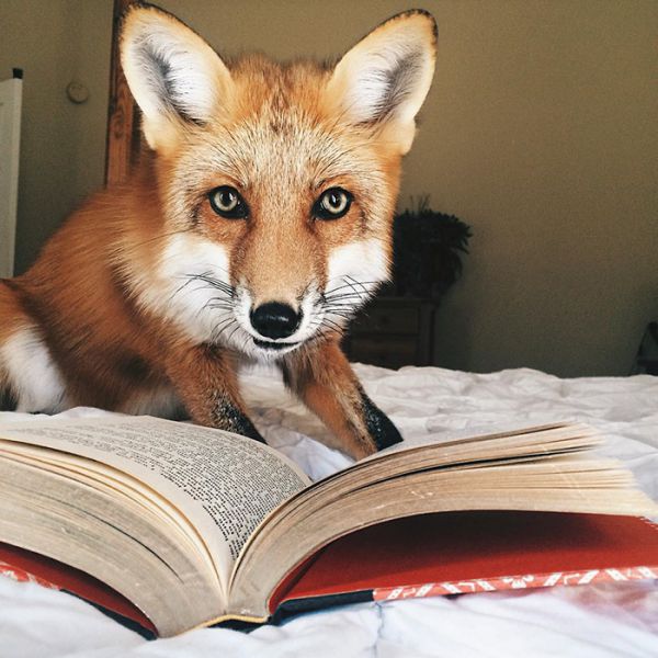 juniper-fox-happiest-instagram-22.jpg (65.01 Kb)
